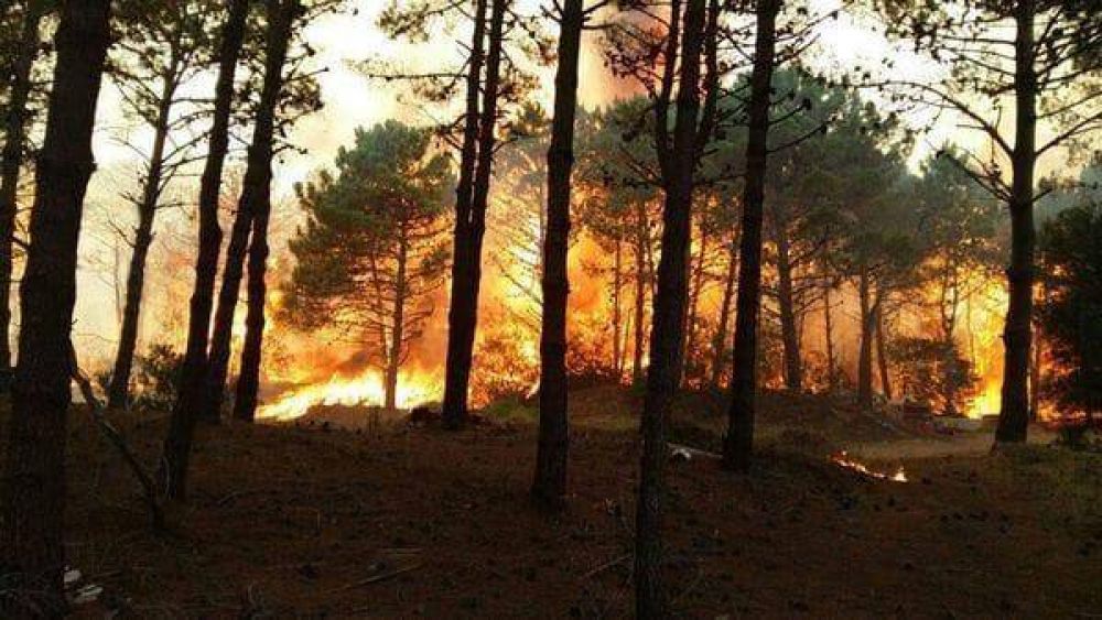 El Gobierno promulg la ley que protege a los bosques nativos de los incendios