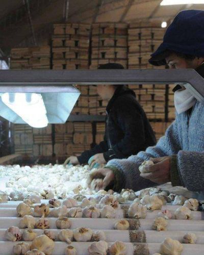 Mendoza deber� buscar nuevos mercados si Brasil entra en crisis