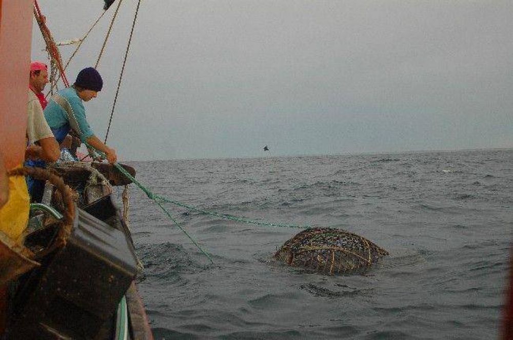 Eval�an un proyecto para frenar la depredaci�n de especies marinas