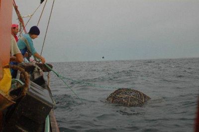 Eval�an un proyecto para frenar la depredaci�n de especies marinas