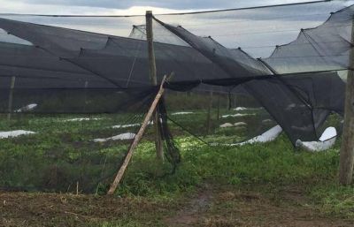 La Provincia ayudar� a los productores del cintur�n verde