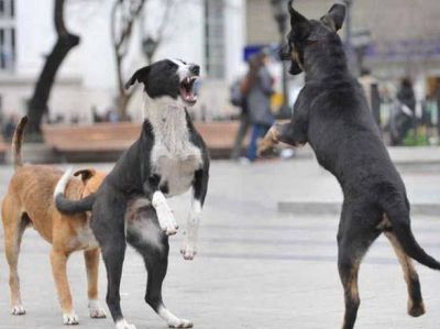 Perros callejeros atacan a una nena en el Complejo Universitario y le desfiguran el rostro