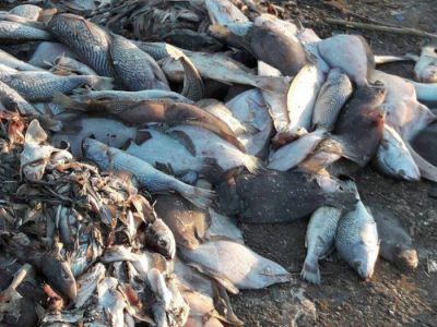 Preocupa presencia de gran cantidad de peces muertos en el basurero de Claromec�