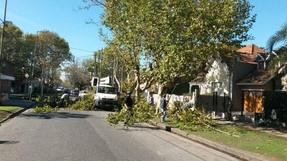 Con trabajos de poda, mejoran la iluminaci�n en calles de Lomas