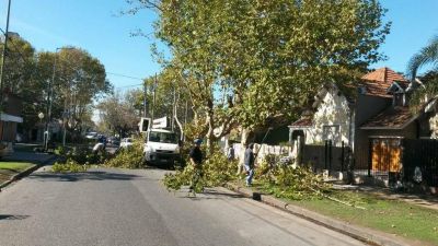 Con trabajos de poda, mejoran la iluminaci�n en calles de Lomas