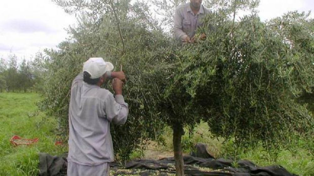 El sector olivcola estima una cosecha de 85 millones de kilos