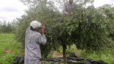 El sector olivcola estima una cosecha de 85 millones de kilos