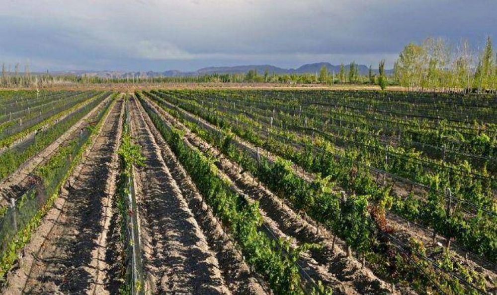 Crece en el pa�s la producci�n de vinos org�nicos y biodin�micos