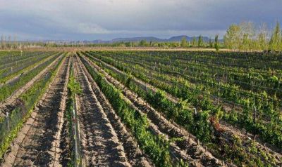 Crece en el pa�s la producci�n de vinos org�nicos y biodin�micos