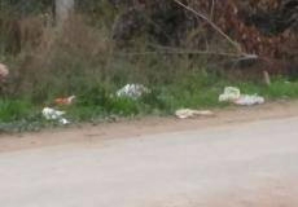 Piden que la Municipalidad recoja ramas de �rboles que pod�