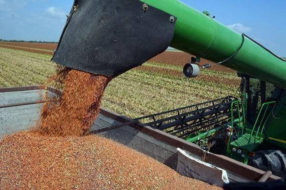 La produccin de sorgo se ubicara en 494 mil toneladas 