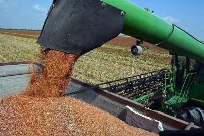 La producci�n de sorgo se ubicar�a en 494 mil toneladas 