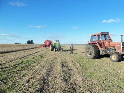 Preocupaci�n por la repercusi�n de los problemas de la cosecha gruesa en la econom�a social