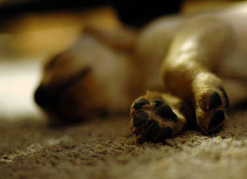 Denuncian envenenamiento de animales en San Pedro