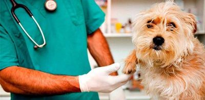 En La Plata empez� a funcionar la primera obra social para mascotas