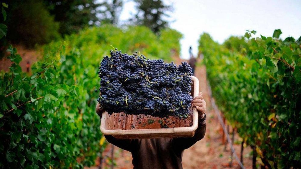 El sector vitivincola enfrenta el peor momento de los ltimos 20 aos