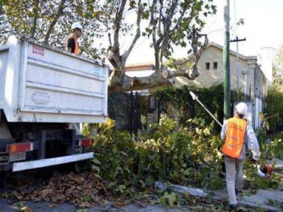 Poda: 2 mil vecinos pidieron el permiso