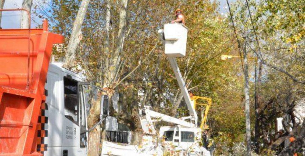 El Municipio realiza trabajos de poda en distintos barrios