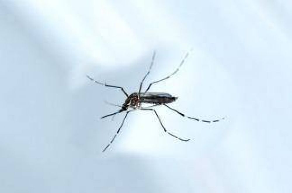 Invertirn ms de 130 millones de dlares para el desarrollo de una vacuna contra el Zika