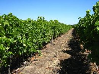 Destacan el apoyo de Catamarca a la producci�n vit�cola