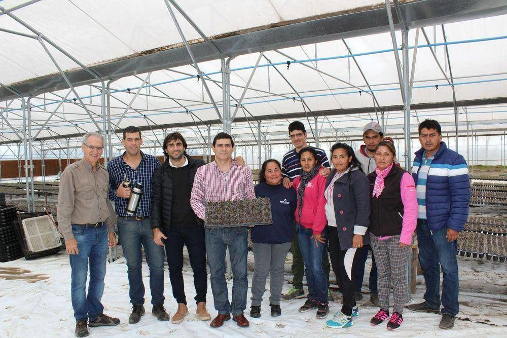 Apuestan al cultivo de alcaparras en la provincia