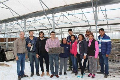 Apuestan al cultivo de alcaparras en la provincia