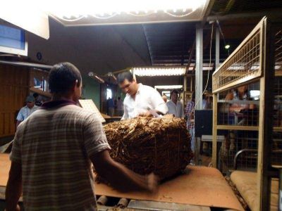 TABACO: HASTA EL MOMENTO SE ACOPIARON CERCA DE 34 MILLONES DE KILOS EN MISIONES
