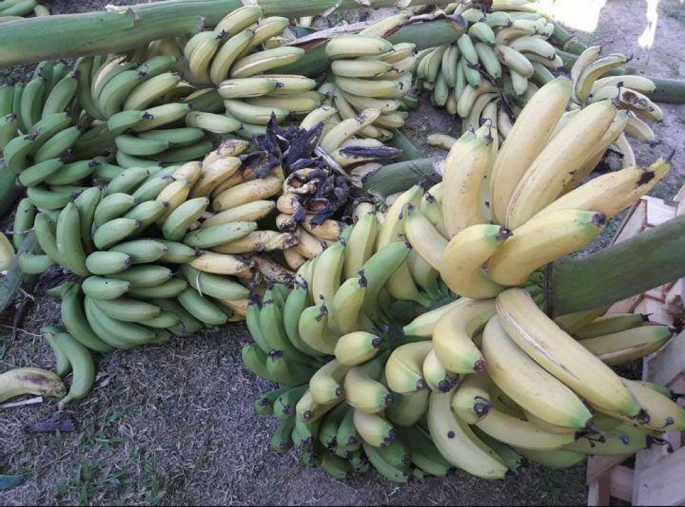 Bananeros quieren llegar a Macri, urgidos por una decisi�n pol�tica que evite seguir perdiendo la cosecha