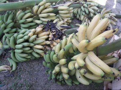 Bananeros quieren llegar a Macri, urgidos por una decisi�n pol�tica que evite seguir perdiendo la cosecha