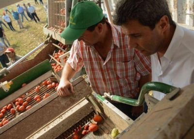 El Gobierno local invertir� m�s de $150  millones en la f�brica estatal de tomate