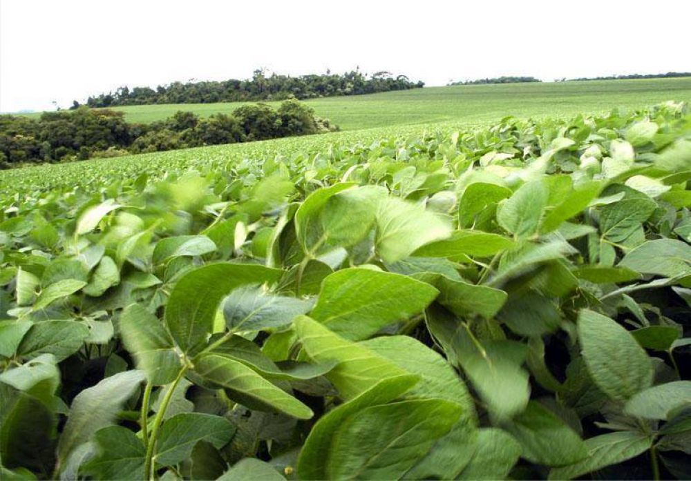 Las lluvias impactaron en el resultado de la campa�a de soja 2016�2017