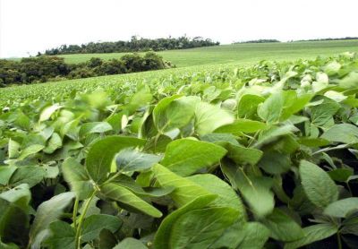 Las lluvias impactaron en el resultado de la campa�a de soja 2016�2017