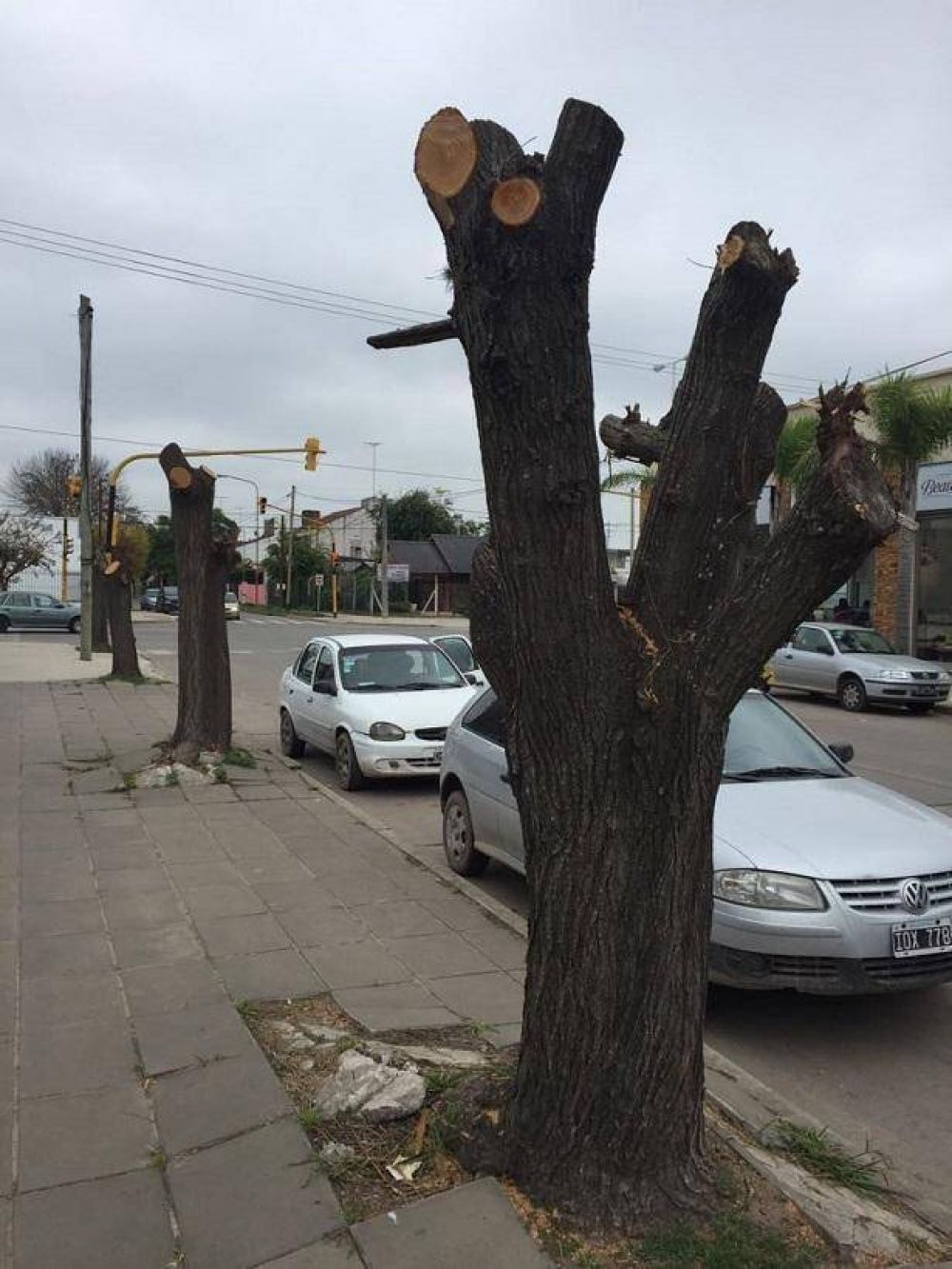 Comienzan las tareas de poda de arbolado urbano