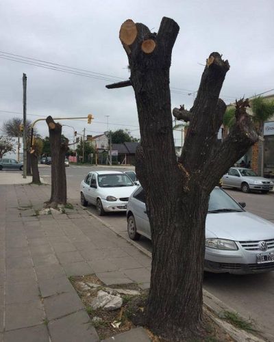 Comienzan las tareas de poda de arbolado urbano