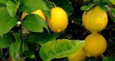 México abrió su mercado a los limones tucumanos
