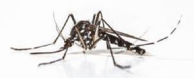 Lanzaron la campa�a de invierno contra el dengue