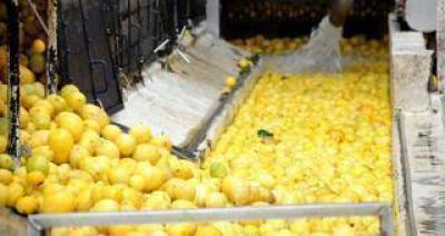 La exportaci�n de limones creci� un 75% en un a�o