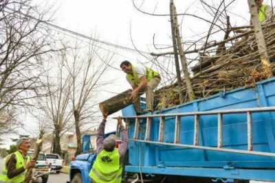 Ya se podaron m�s de 1.500 �rboles
