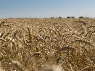 Una de cada cuatro hect�reas de trigo sufri� da�os a causa de las heladas en C�rdoba