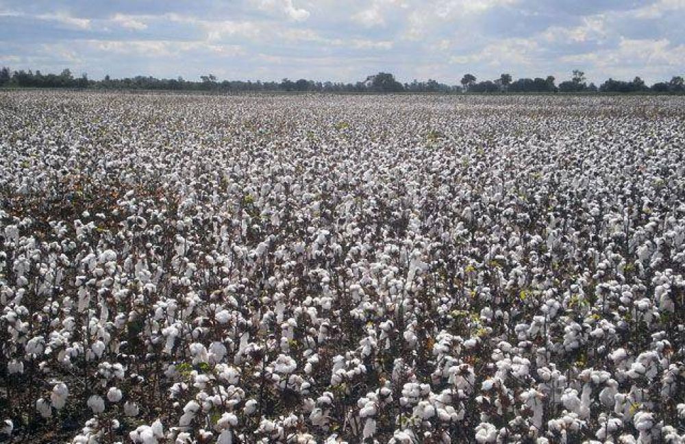 Chaco, la provincia con m�s potencial de la regi�n en producci�n agr�cola