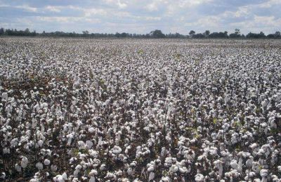 Chaco, la provincia con m�s potencial de la regi�n en producci�n agr�cola