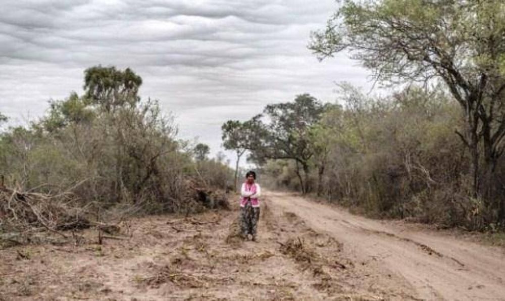 En el 1� semestre en Salta se desmontaron 7.000 hect�reas