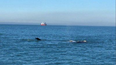 El show de las ballenas, cambios en el Gabinete y preocupaci�n por amparos