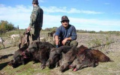Proteccionistas repudian a Vidal por permitir caza de jabal�es en Patagones