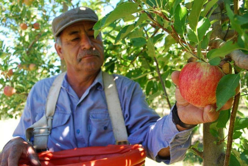 El Estado financiar programa de poda de peras y manzanas del Alto Valle