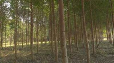 Desarrollan un plan para la explotación maderera con más de 30.000 hectáreas implantadas