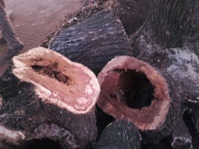 Decidieron extraer �rboles de la plaza Col�n
