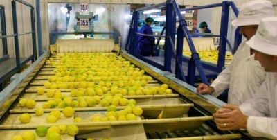 EE.UU. emiti� la autorizaci�n definitiva para el ingreso de limones tucumanos
