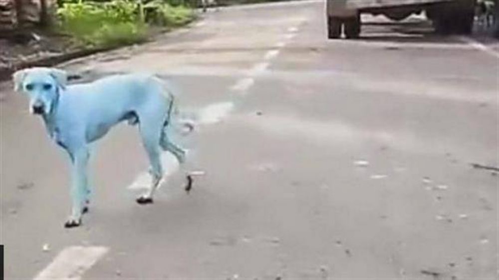 Bombay: varios perros se pusieron azules por un ro contaminado