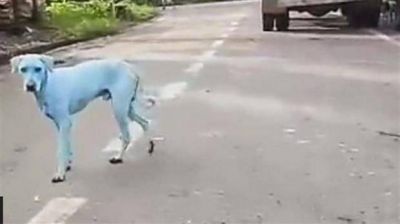 Bombay: varios perros se pusieron azules por un r�o contaminado